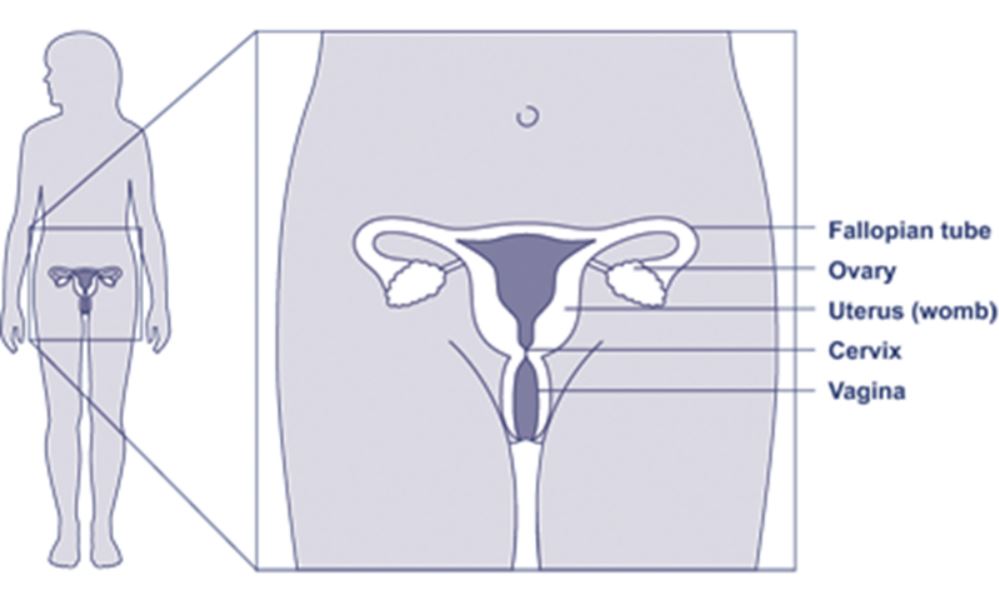 图示女性生殖系统，包括输卵管、卵巢、子宫、子宫颈和阴道